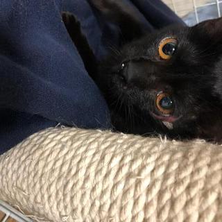 里親　探しています