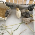 ヒメウズラの雛 里親募集