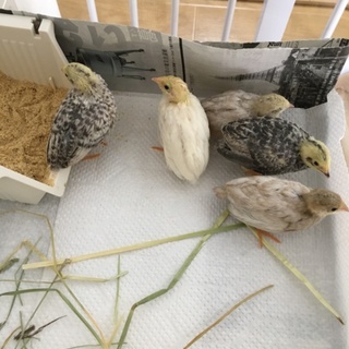 ヒメウズラの雛 里親募集