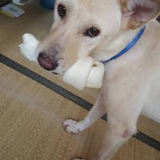 保健所からレスキューしました！♀