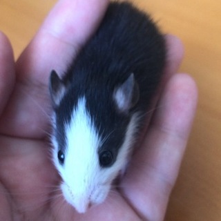 ファンシーラットのベビー  女の子2匹