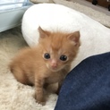 茶トラのかわいい男の子です