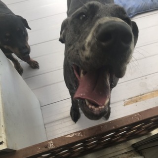 引き取りに来れる方限定です。