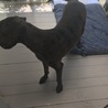 引き取りに来れる方限定です。 サムネイル6