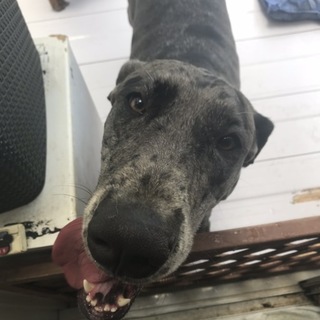 里親募集。　お願いします。