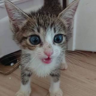 甘えん坊の子猫です❣️