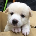 【保健所引き出し】かわいい子犬です❣️