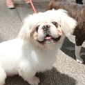 明るいペキニーズの男の子　パックン