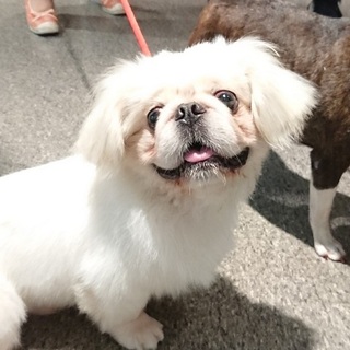 明るいペキニーズの男の子　パックン