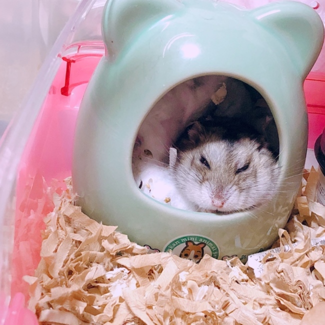 NATSUMiiのカバー写真