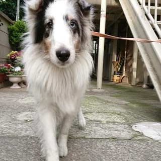 シェルティの女の子、すあまちゃん