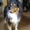 小ぶりなシェルティの女の子・ちまきちゃん サムネイル5