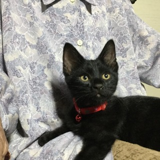 黒猫の可愛い男の子２ヶ月半位♪