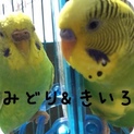 セキセイインコ里親募集　メス2羽＆オス1羽