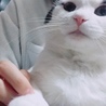 しらす大根