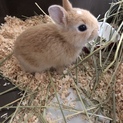 ネザー うさぎ