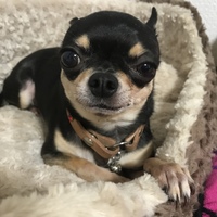 ノアール