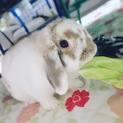 ホーランドロップイヤー♀ １歳５ヶ月