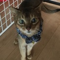 アビシニアン11歳