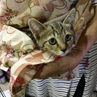 独りぼっちの凛ちゃんです