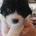 【保健所引き出し】かわいい子犬です❣️