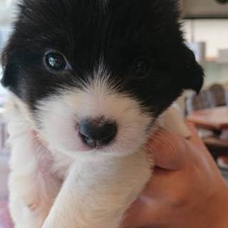 【保健所引き出し】かわいい子犬です❣️