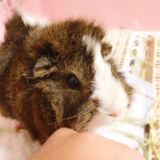 アビシニアンモルモット 里親募集です。