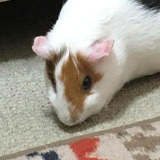 イングリッシュモルモット里親募集です。