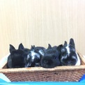 新生ミニウサギ
