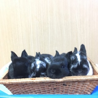 新生ミニウサギ