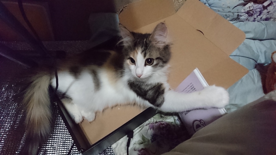 みかん