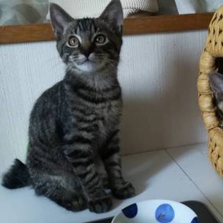 子猫 サバトラ ♂ トライアル決定