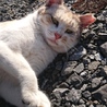 トライアル中♡珍しいパステル三毛のパスちゃん サムネイル7