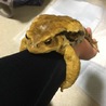 ナカカエ