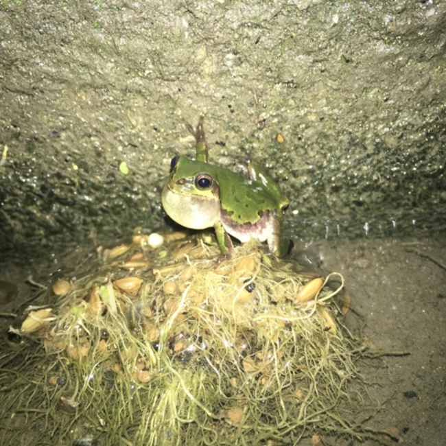 ナカカエのカバー写真