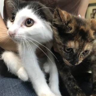 里親様が決まりました♡有難うございました！