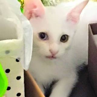 綺麗な白ねこオッドアイ動画あり