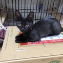 都内から 2か月の黒猫の女の子。