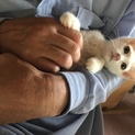 人間大好き白茶くん！3ヶ月半子猫♂