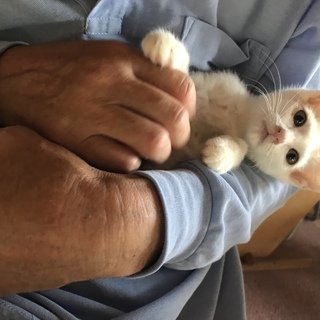 人間大好き白茶くん！3ヶ月半子猫♂