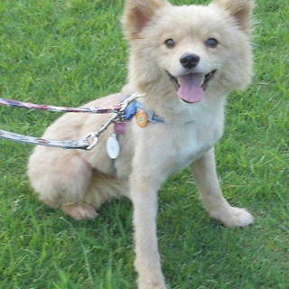 小ぶりで愛らしい男の子　ニコルくん