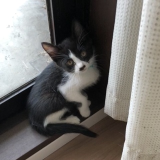 都内からのハチワレ男の子2