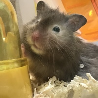 たぴいち