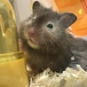 たぴいち