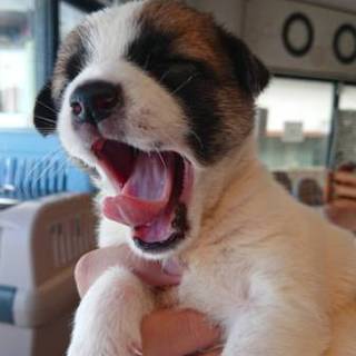 【保健所引き出し】かわいい子犬です❣️