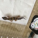 ヒョウモントカゲモドキ 