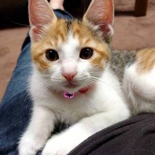 可愛いミケちゃん動画あり