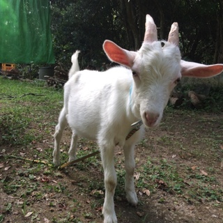 雄ヤギ 4ヶ月