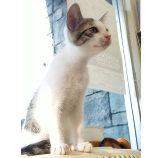 里親決定。ありがとうございます。