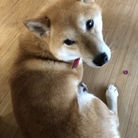 はな